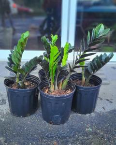 Wholesale home lighting decoration: Zamioculcas Zamiifolia ZZ Plant