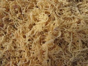 Wholesale Frozen Food: Eucheuma Cottonii Seaweed