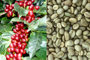 Wholesale Bean Products: Coffee Beans