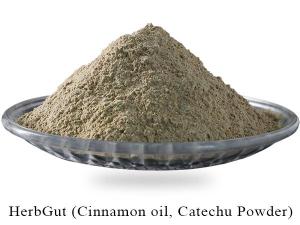 Wholesale cinnamon: Premix HerbGut Cinnamon Oil &Amp; Catechu Powder