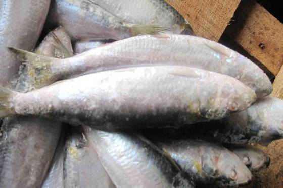Sell Sardine Fish