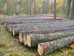 Wholesale outdoor: Pine Wood Logs