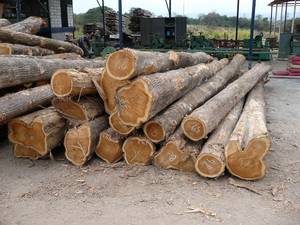 Wholesale wood: Teak Wood