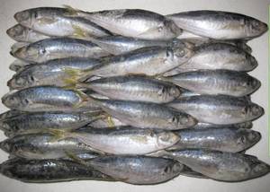 Wholesale Frozen Food: Frozen Mackerel Fish
