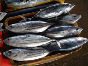 Wholesale canned tuna: Frozen Tuna Fish