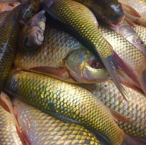 Wholesale fresh: Mrigal Fish