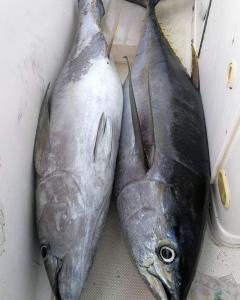 Wholesale fish: Tuna Fish