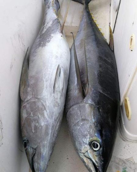 Tuna Fish Id 10935493 Buy Italy Tuna Fish Ec21