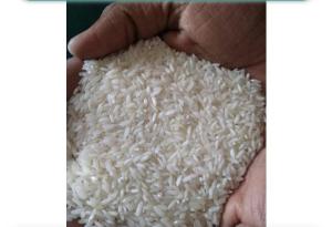 Wholesale document: Rice