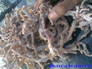Wholesale seaweed: Eucheuma Cottonii