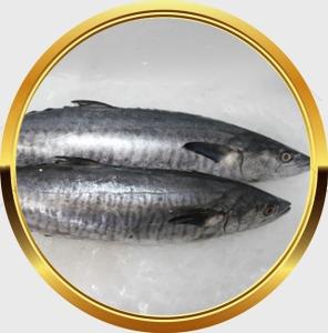 Wholesale school: Fresh King Fish