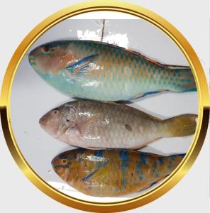 Wholesale red grouper: Fresh Parrot Fish