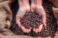 Sell Robusta and Arabica Coffee