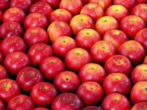 Wholesale fresh apple: Fresh Red  Apples for Sale