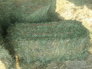 Wholesale hay: Quality Alfalfa Hay