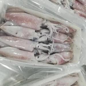Wholesale fish: Buy Frozen Squid Whole