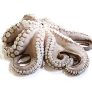 Wholesale Dried Food: Whole Cleaned Frozen Baby Octopus