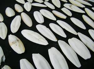 Wholesale Other Animal Feed: Cuttlefish Bone
