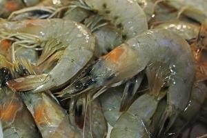 Wholesale vannamei shrimp: Fresh  Black Tiger Shrimp HOSO Available