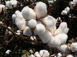 Wholesale 100 cotton: Raw Cotton for Sale
