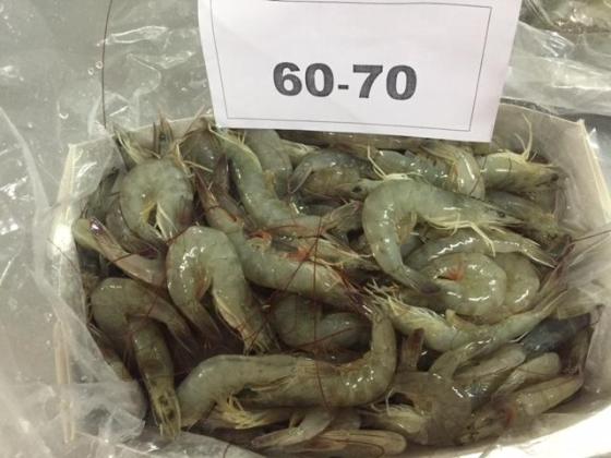 Sell Vannamei shrimps