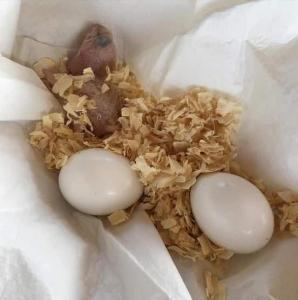 Wholesale conures parrots: Fertile Parrot Eggs and Babies