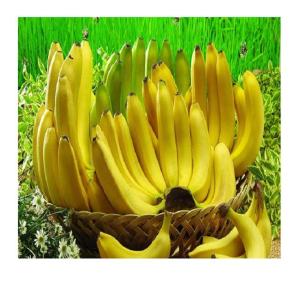 Wholesale cavendish: Newest Crop Cavendish Banana Wholesale High Quality Banana From Vietnam Free Tax