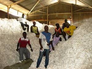 Wholesale raw cotton: Raw Cotton