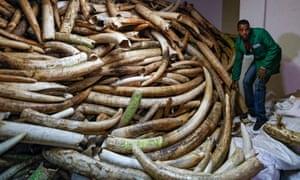 Wholesale animal: Elephant Ivory & Other Animal Extra