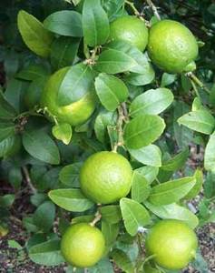 Wholesale high efficient: Citrus Fruits Fresh Lime