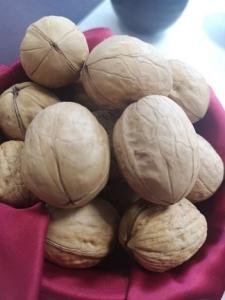 Wholesale in shell walnut: Chinese Fresh or Dried Xiner Inshell Walnuts Cover 30mm 32mm