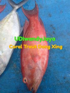 Wholesale whole frozen fish: Fresh Chilled Coral Trout - Dong Xing