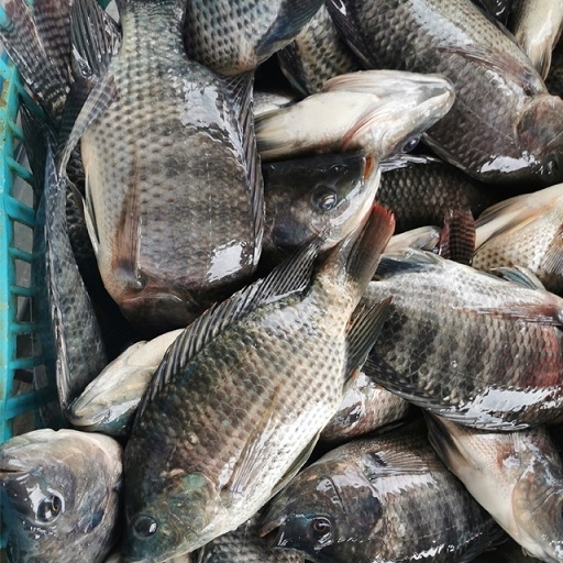 Frozen Seafood Whole Tilapia Fish