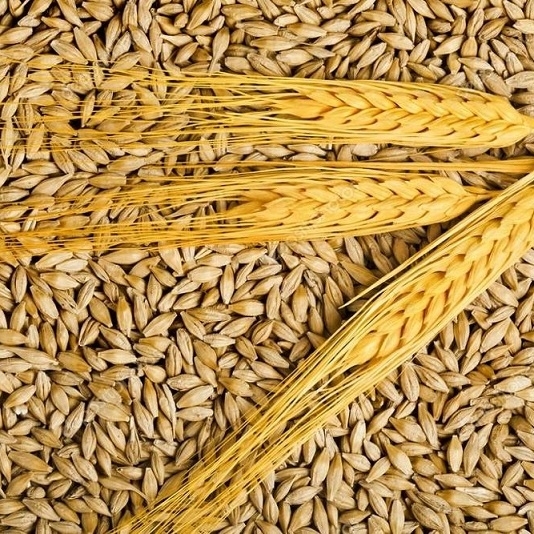 Premium High Quality Animal Feed Barley(id:11320698). Buy Netherlands ...