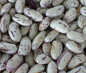 Wholesale canned kidney beans: Kidneybean