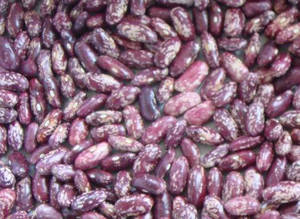 Wholesale lskb: Purple Speckled Kidney Bean