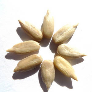 Wholesale sunflower kernels: Sunflower Kernel