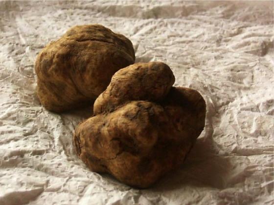 White Alba Truffle(id:11246749). Buy Italy White truffle, Black Truffle ...