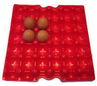 Table Eggs