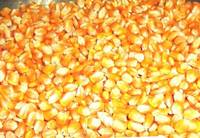 White and Yellow Corn/Maize GRADE 1