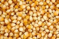 White and Yellow Corn/Maize GRADE 1
