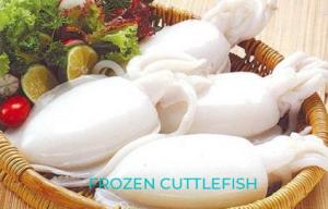 Wholesale seafood: Frozen Cuttlefish