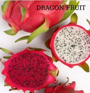 Wholesale food: Dragon Fruit