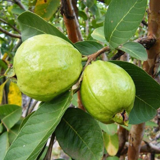 Fresh Guava High Quality Green Guava Newest 2020(id:11239367). Buy ...