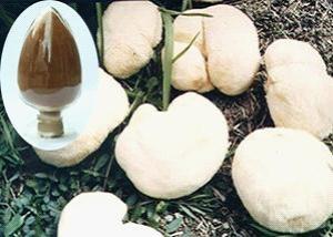 Wholesale dry mushroom: Organic Hericium Erinaceus Extract;Organic Lion's Mane Mushroom Extract