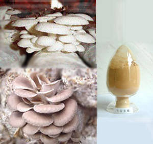 Wholesale oyster mushroom: Oyster Mushroom Extract;Pleurotus Ostreatus Extract