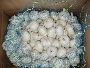 Wholesale Fresh Garlic: Garlic