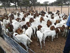 Wholesale kids products: Alive Boer Goats for Sale Good Price