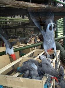 Wholesale for bird food: African  Grey Parrots  for Sale