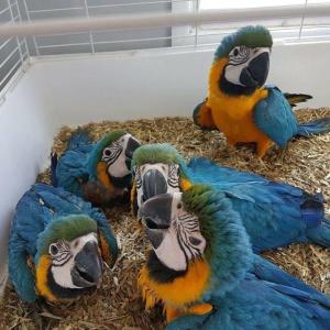 Wholesale bird seeds: Green Wings Macaw Parrots Available